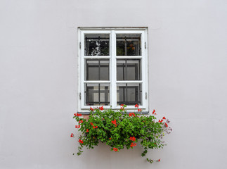 Beautiful old window frame with flower box and light grey wall. Geranium or 	
cranesbill in window...