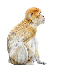 Monkey isolated on white background. Funny Barbary macaque close up. Funny Barbary ape or maggot looking at free empty space.