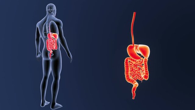 Digestive System zoom with Organs