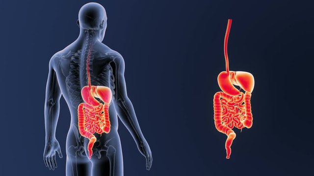 Digestive System zoom with Skeleton