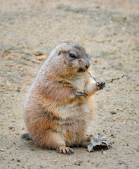 Very funny and angry Prairie dog eating food in natural background at the zoo. Prairie dogs, Cynomys, are herbivorous burrowing rodents native to the grasslands of North America.