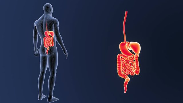 Digestive System zoom with CS