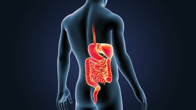 Digestive System with Body Closeup