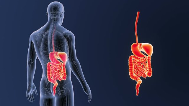 Digestive System zoom with Anatomy