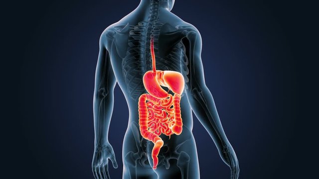 Digestive System with Skeleton Closeup