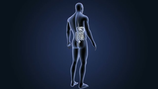 Digestive System with Body