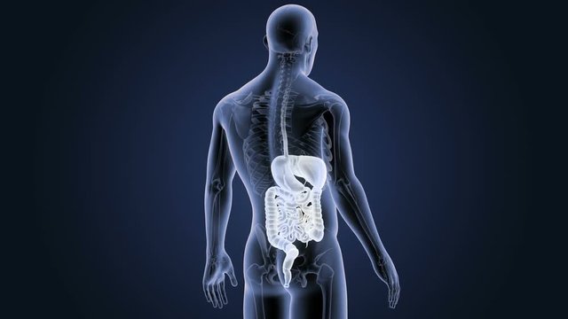 Digestive System with Skeleton