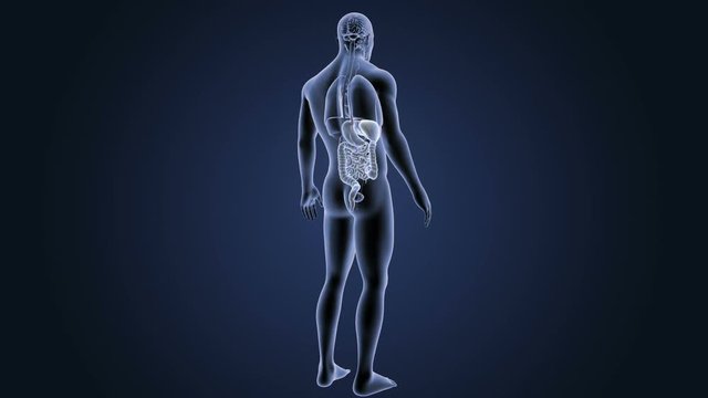 Digestive System with Organs