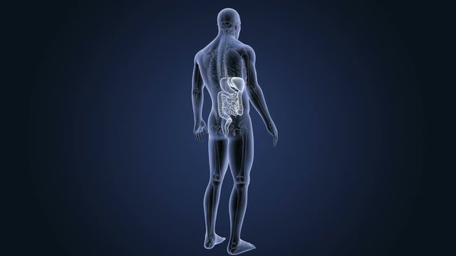 Digestive System with Anatomy