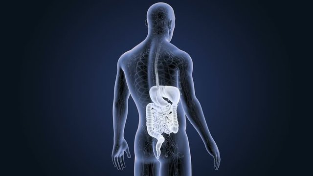 Digestive System with CS