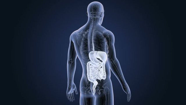 Digestive System with Anatomy