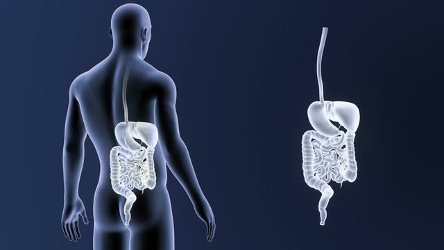 Digestive System zoom with Body