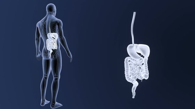 Digestive System zoom with Skeleton