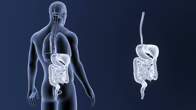 Digestive System zoom with Organs