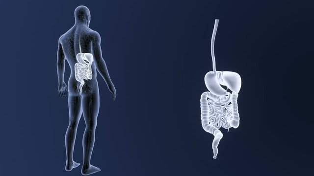 Digestive System zoom with CS