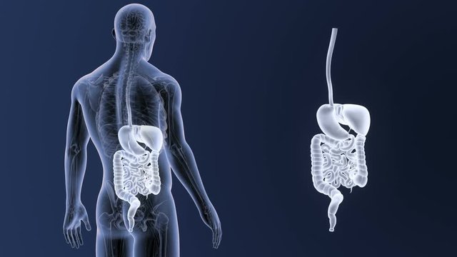 Digestive System zoom with Anatomy