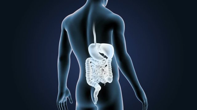 Digestive System with Body Closeup