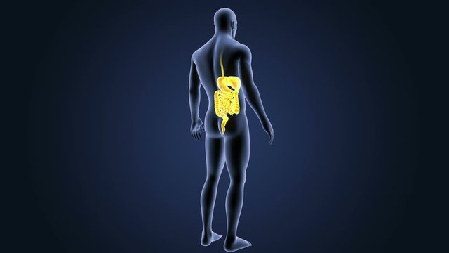 Digestive System with Body