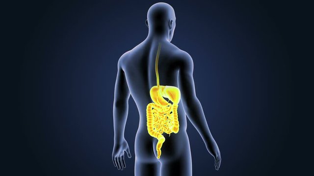 Digestive System with Body