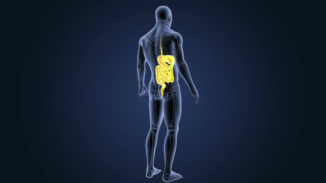 Digestive System with Skeleton