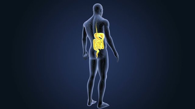 Digestive System with CS
