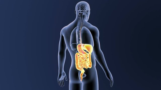 Digestive System with Organs