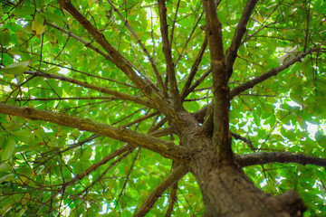 forest trees. nature green wood sunlight background.Into the forest. Nature tree composition.