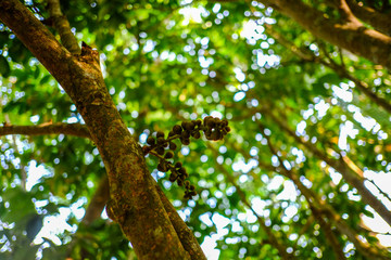 Little Lansium in my garden Rayong Thailand