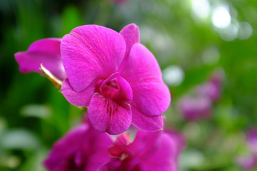 Obraz premium Pink Orchid in the garden