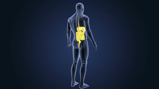 Digestive System with Anatomy