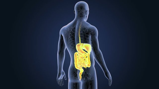 Digestive System with CS