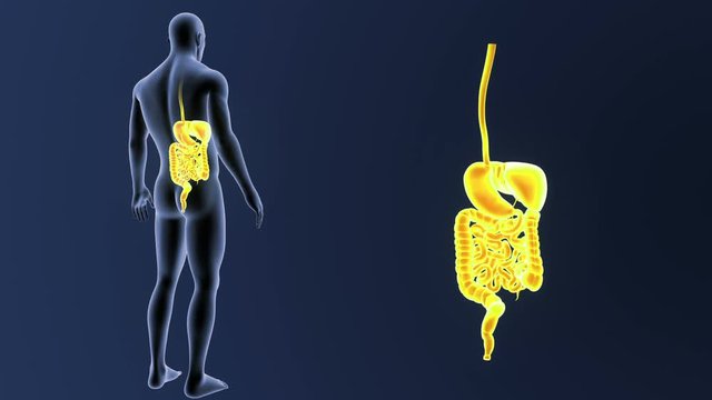 Digestive System zoom with Body