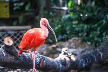 Interior daytime shallow depth of field stock photo of Scarlet Ibis standing on one leg with leafy trees in the background and wooden log in foreground