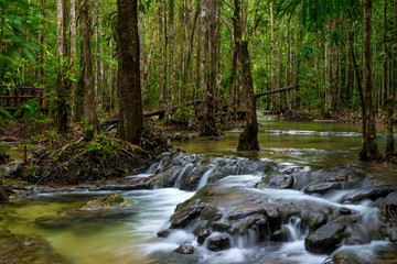 dense Thai jungle with the current river - a beautiful landscape
