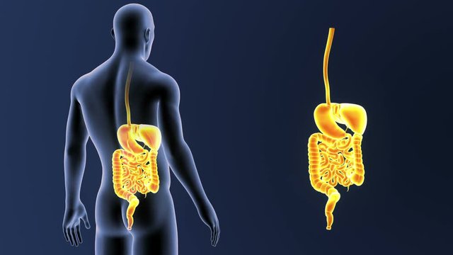 Digestive System zoom with Body