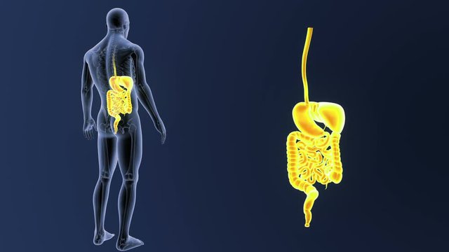 Digestive System zoom with Skeleton