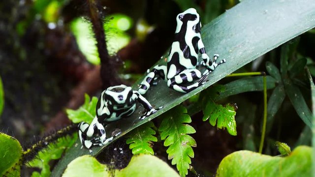two green and black poison dart frogs  ( Dendrobates auratus) on a bromeliad leaf