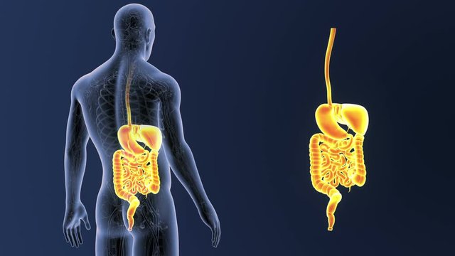 Digestive System zoom with CS