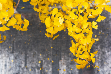 Yellow leaves in autumn against a grey background, Chengdu, China