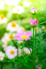 Fototapeta premium Cosmos Flowers