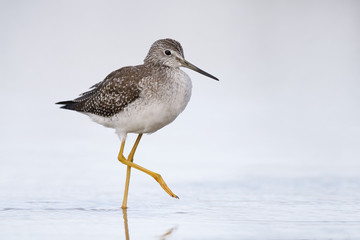 Greater Yellowlegs wading in a shallow pond - Florida