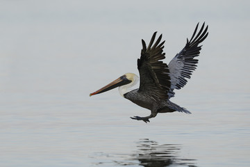 Brown Pelican taking flight over the Gulf of Mexico - Florida