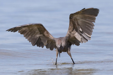 Reddish Egret stalking a fish - Gulf of Mexico, Florida