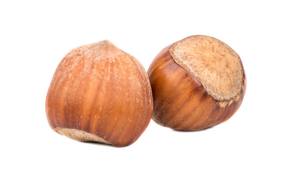 Two hazelnuts in shell