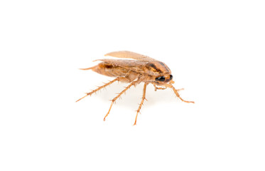 Brown cockroach