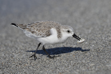 Sanderling catching a crab on the beach - Captiva Island, Florida