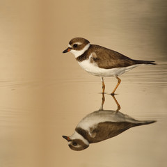Semipalmated Plover in late afternoon light wading in a shallow Florida pond