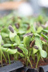 Sunflower seedlings are grown in pots, organic vegetables.