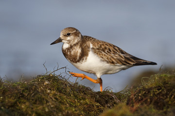 Ruddy Turnstone foraging in some algae washed up on a beach - Florida