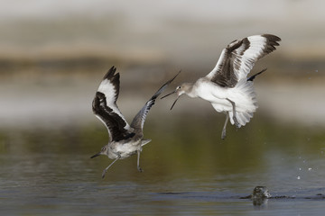 Willets engaged in a territorial dispute - Estero Island, Florida